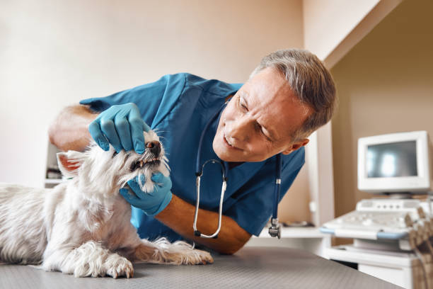 Best Emergency Dental Services for Seniors in Bowling Green, MO